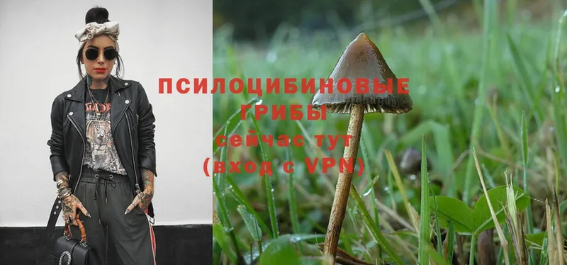 Псилоцибиновые грибы Psilocybine cubensis  где продают   Дюртюли 